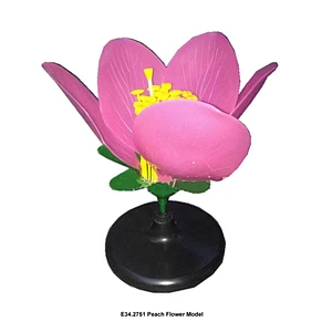 Peach Flower Model