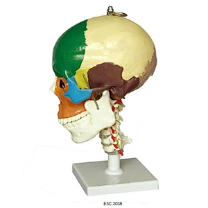 Cranio didattico sulla colonna vertebrale cervicale