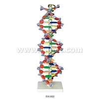 DNA Structure