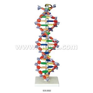 DNA Structure