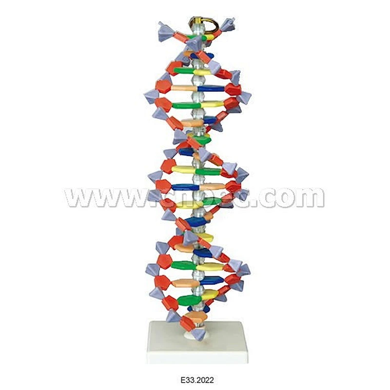 DNA Structure