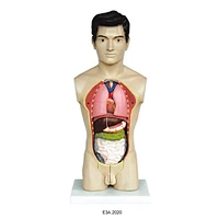 45cm Male torso
