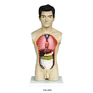 45cm 남성 몸통