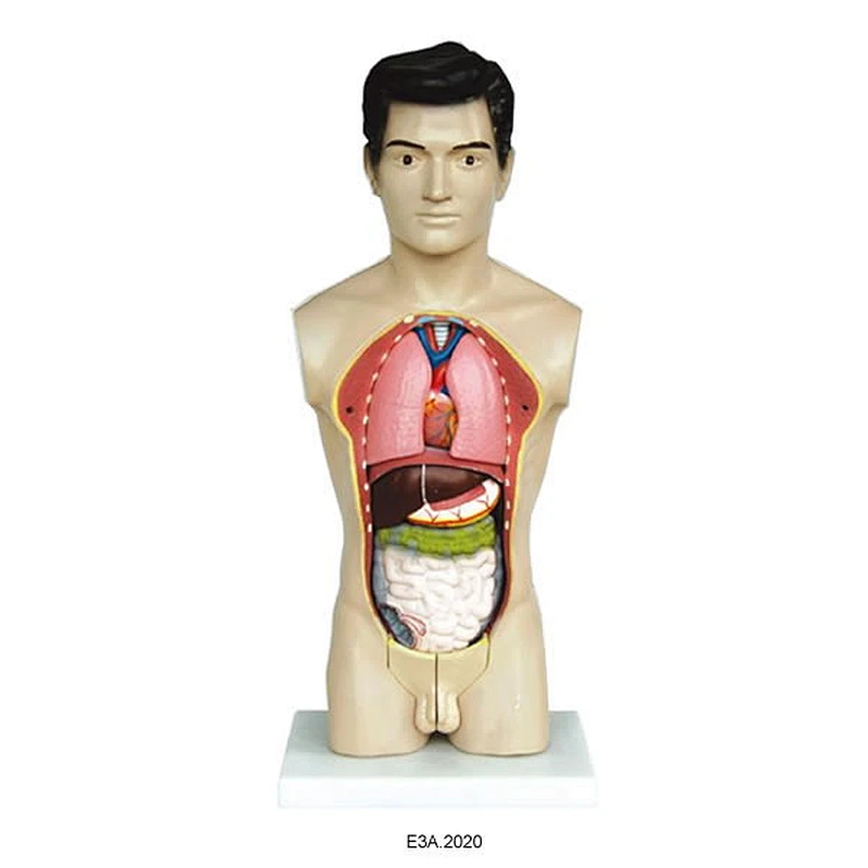 45cm 남성 몸통
