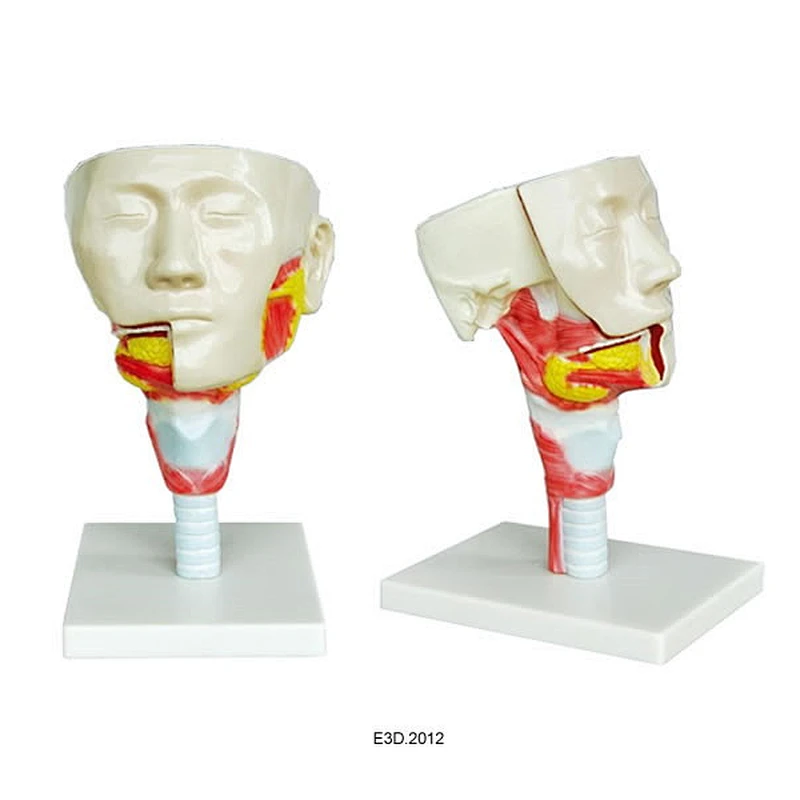 인간의 머리
