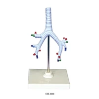 Khí quản, phế quản và phế quản phổi