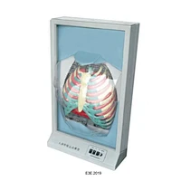 Chức năng Hô hấp của con người
