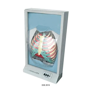 Function Human Respiration
