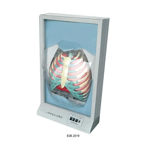 Chức năng Hô hấp của con người