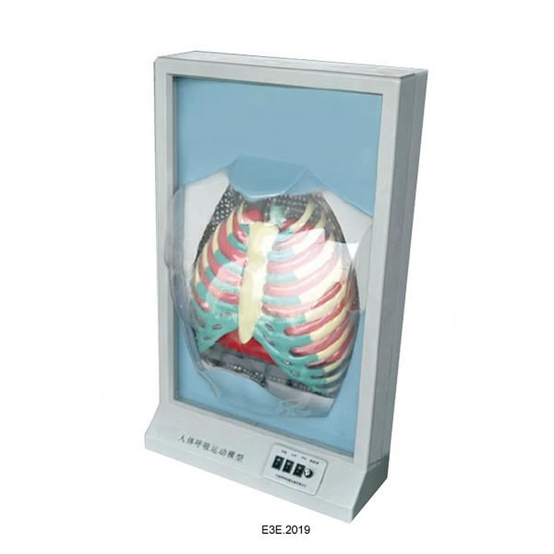 Function Human Respiration