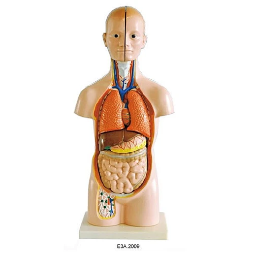 Human Unisex Torso