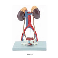 Urinary System(bladder could be open)