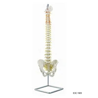 Colonna vertebrale flessibile con osso sacro aperto