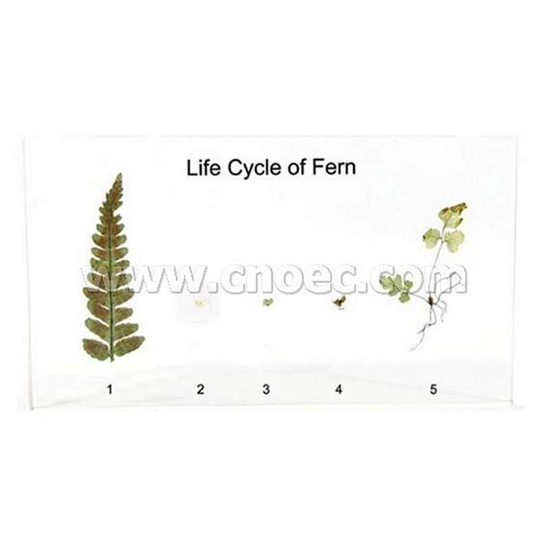 Livssyklusen til Funariaceae
