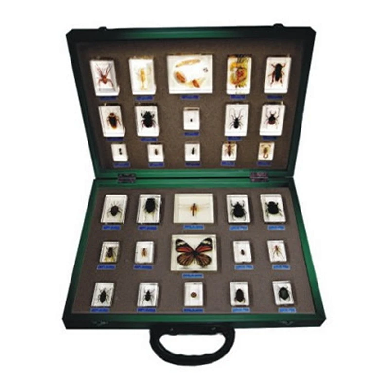 Insect Set of 30