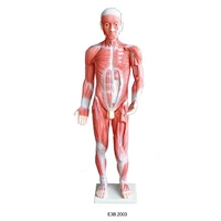 Modelo de cuerpo musculoso de 85 cm de altura