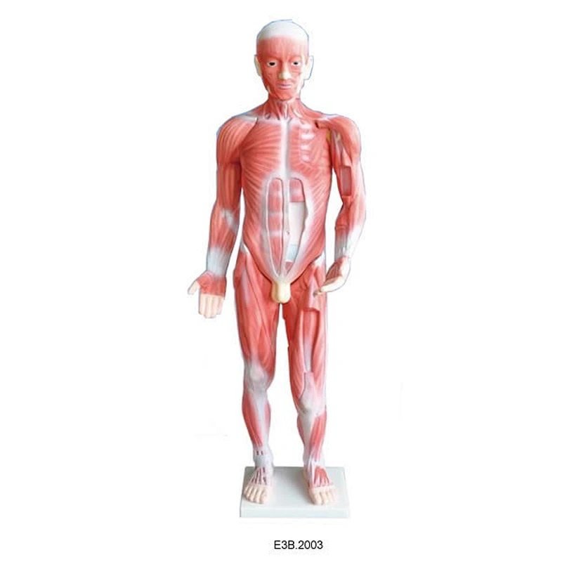 85cm ang taas Muscular Body Model