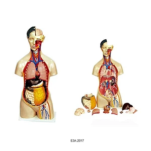 85cm Human Torso