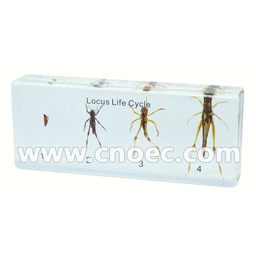 Crystal Specimen, Locus life cycle