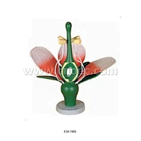 Dicot Flower Model