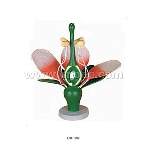 Dicot Flower Model
