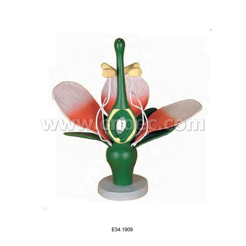 Dicot Flower Model