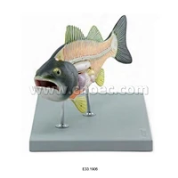 Fish Model