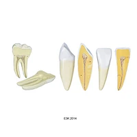 Human Tooth