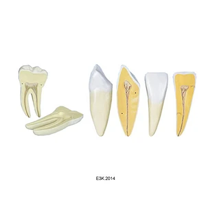 Dente Humano