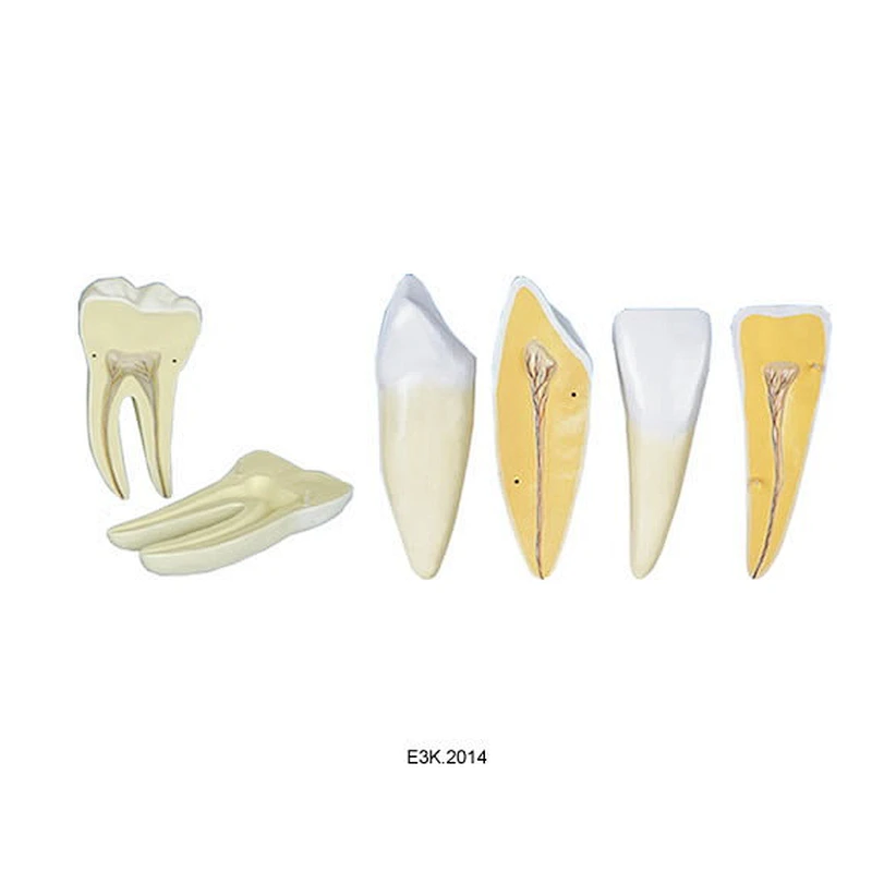 Dente Humano