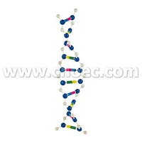 Bộ mô hình cấu trúc DNA