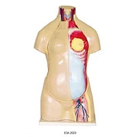 95cm Human  Torso without Head