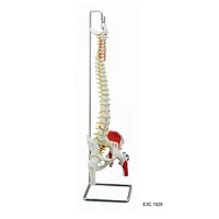 Colonna vertebrale flessibile