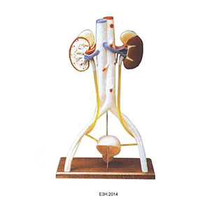Model Sistem Kencing Manusia