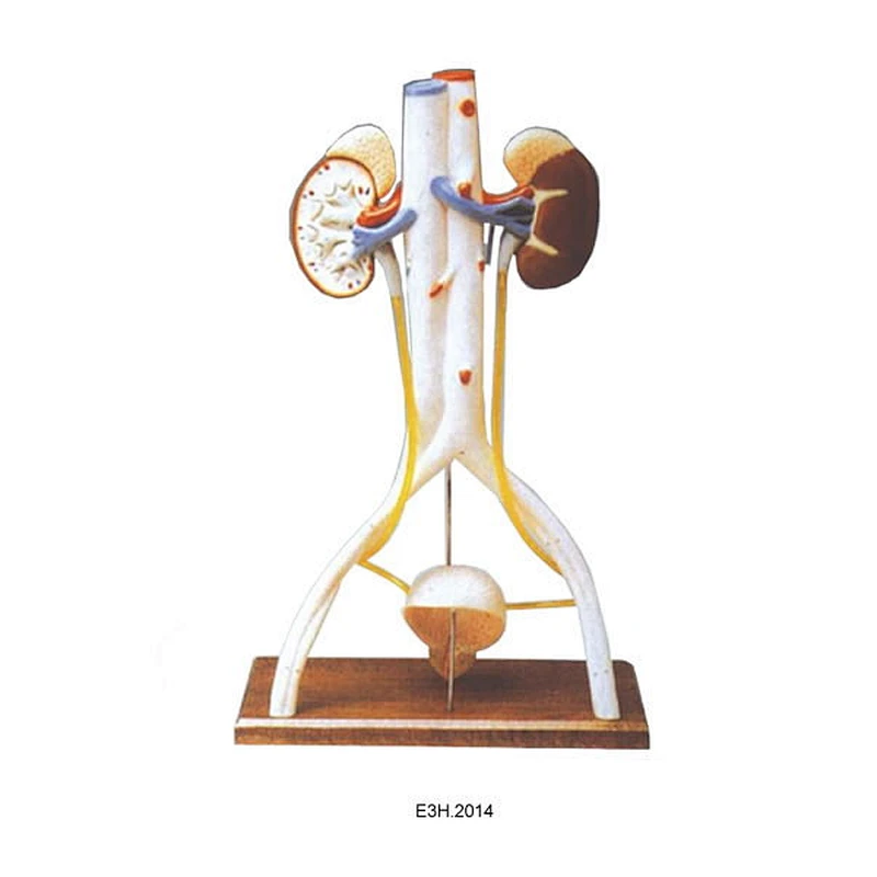 Model Sistem Kencing Manusia