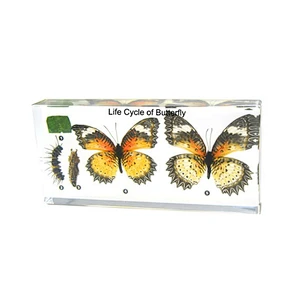 Life Cycle of Butterfly