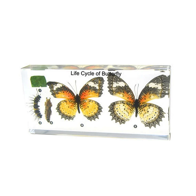 Life Cycle of Butterfly