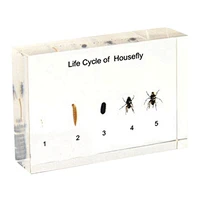 Lịch sử cuộc đời của Fly