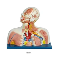 Medial muscles Blood Vessele and Nerves