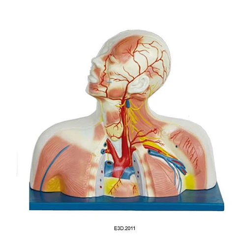 Medial muscles Blood Vessele and Nerves