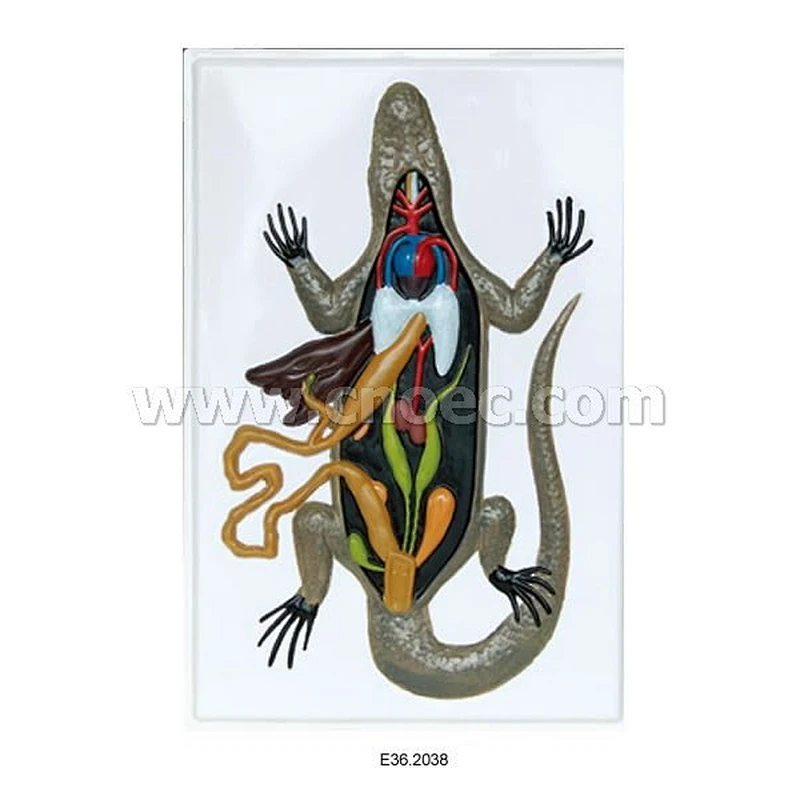 Relief Model of  Anat Lizard