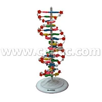 Trình diễn cấu trúc DNA.