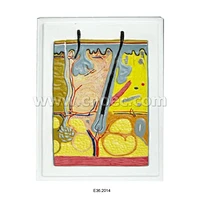 피부의 릴리프 모델