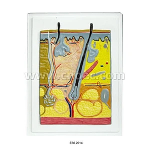 Modèle en relief de la peau