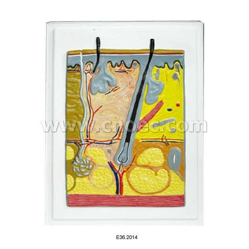 Modèle en relief de la peau