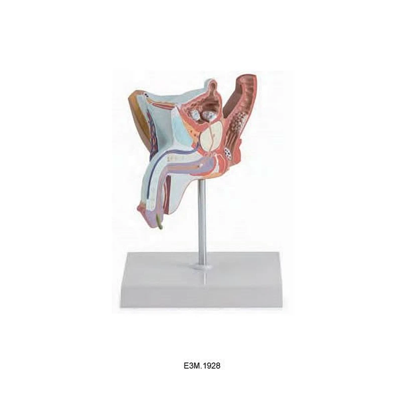 Modelin Erkek Genital Organı