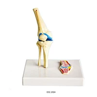 Human Knee Joint