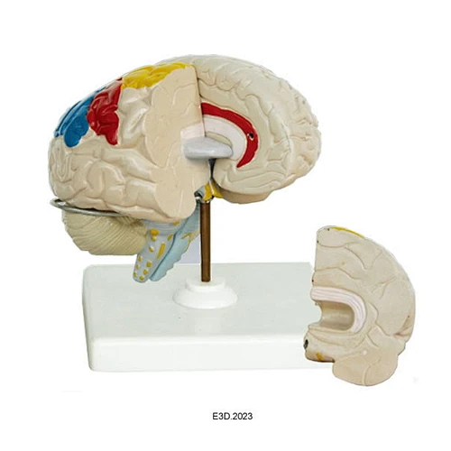 Human Brain