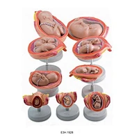 Human Development Set,18 parts