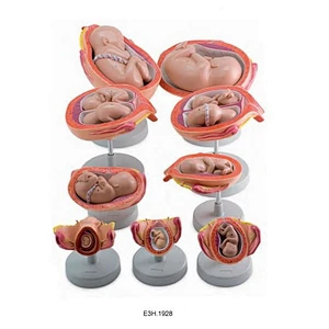 Human Development Set,18 parts